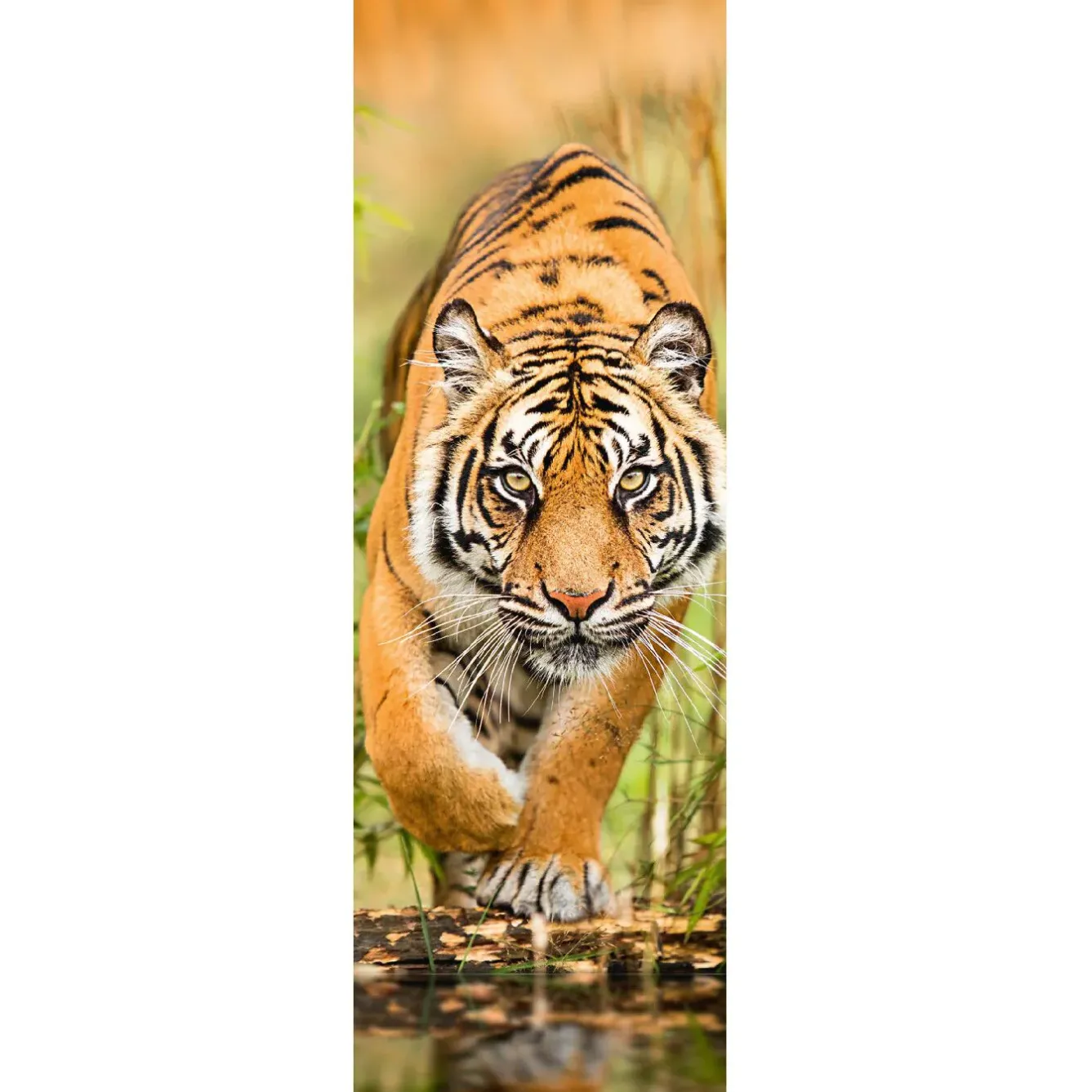 Hot NANU-NANA Jumboposter Big Tiger Walking, Nr. 33