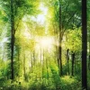 Sale NANU-NANA Jumboposter Bright Summer Forest, Nr. 31