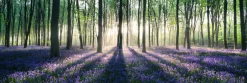 Outlet NANU-NANA Jumboposter Enchanted Forest, Nr. 12