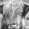 Sale NANU-NANA Jumboposter Highlander Landscape, Nr. 38