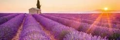Best NANU-NANA Jumboposter Lavender Horizon, Nr. 17