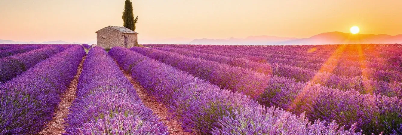 Best NANU-NANA Jumboposter Lavender Horizon, Nr. 17