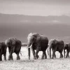 New NANU-NANA Jumboposter Line Of Elephants, Nr. 27