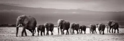 New NANU-NANA Jumboposter Line Of Elephants, Nr. 27