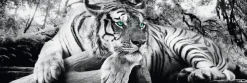 Sale NANU-NANA Jumboposter Tiger, Nr. 3