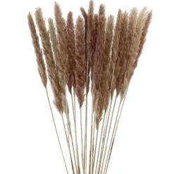 Hot NANU-NANA Pampasgras, Braun, 78 Cm