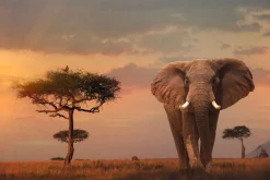 Hot NANU-NANA Poster African Wildlife Elephant, Nr. 4