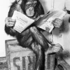 Hot NANU-NANA Poster Ape News, Nr. 159