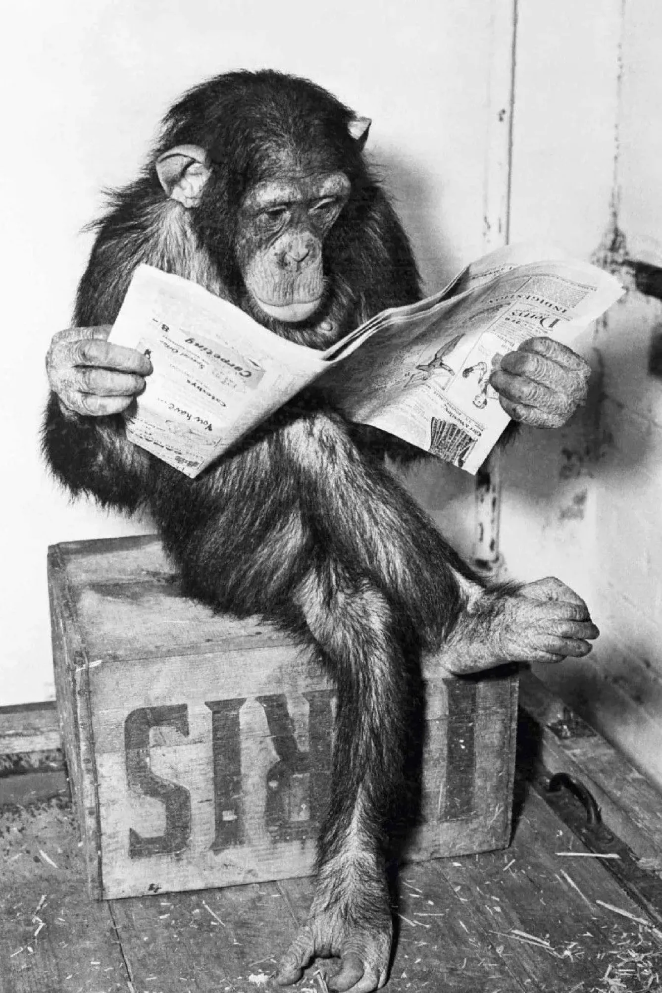 Hot NANU-NANA Poster Ape News, Nr. 159