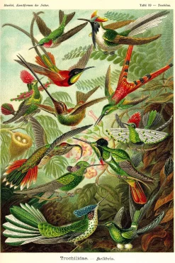 Sale NANU-NANA Poster Beautiful Birds, Nr. 66