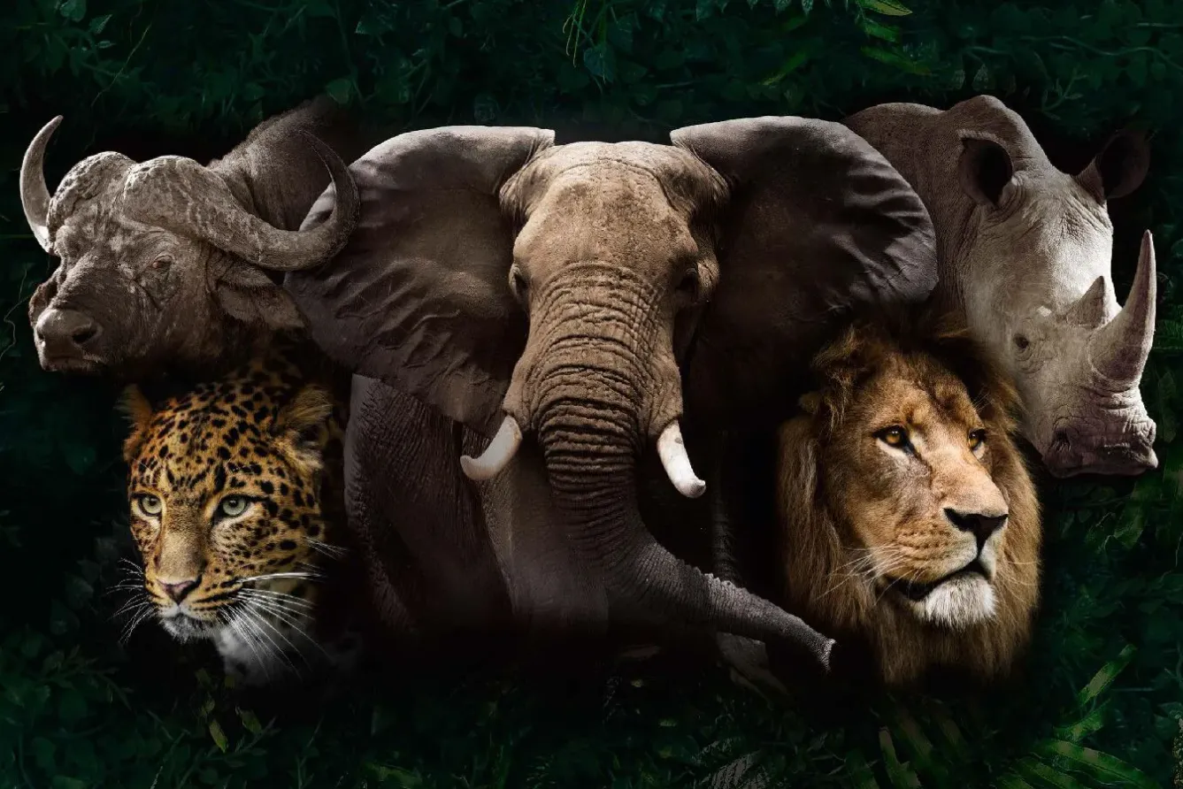 Sale NANU-NANA Poster Big Five Of Africa, Nr. 219