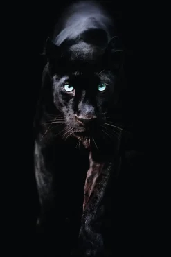 Clearance NANU-NANA Poster Black Panther, Nr. 179
