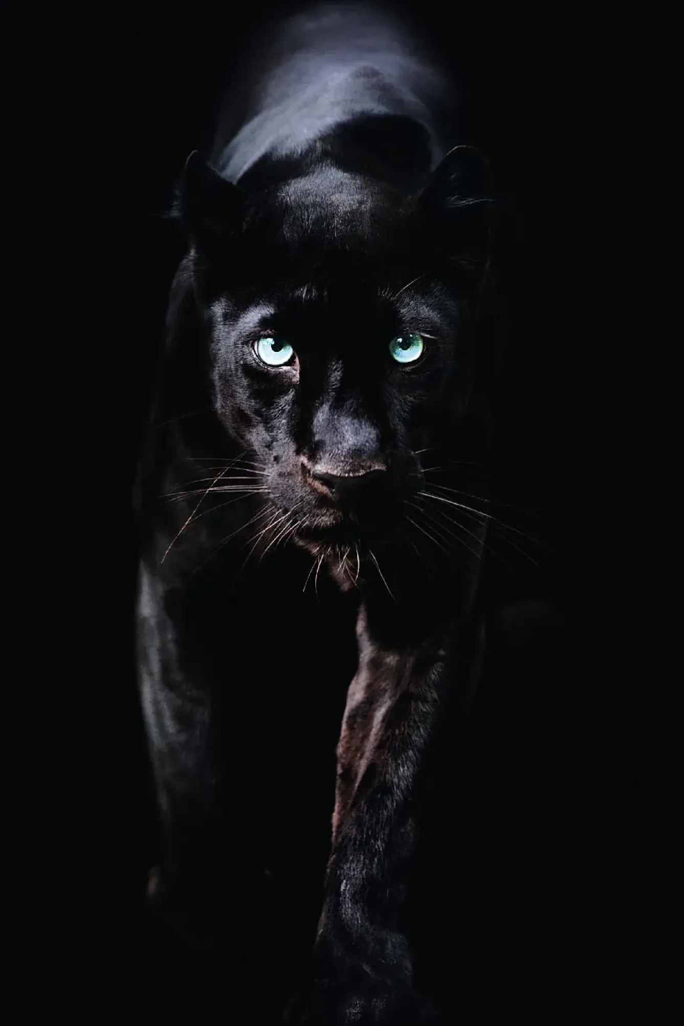Clearance NANU-NANA Poster Black Panther, Nr. 179