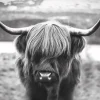 New NANU-NANA Poster Cattle, Nr. 27