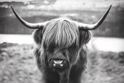 New NANU-NANA Poster Cattle, Nr. 27