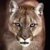 Hot NANU-NANA Poster Cougar, Nr. 192