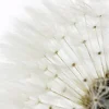 Outlet NANU-NANA Poster Dandelion - White, Nr. 218