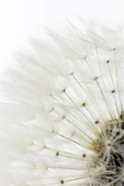Outlet NANU-NANA Poster Dandelion - White, Nr. 218