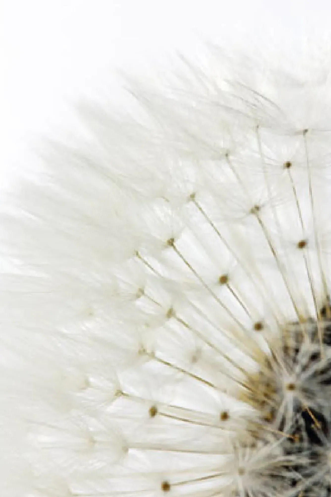 Outlet NANU-NANA Poster Dandelion - White, Nr. 218