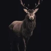 Online NANU-NANA Poster Deer On Black, Nr. 160