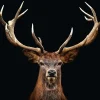 Discount NANU-NANA Poster Deer Portrait, Nr. 163