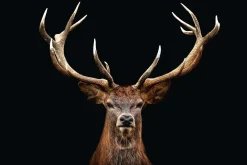 Discount NANU-NANA Poster Deer Portrait, Nr. 163