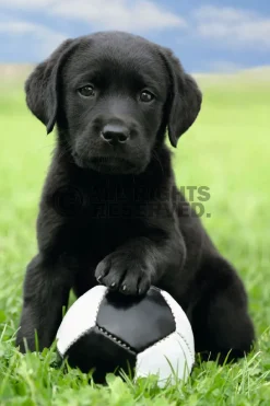 Sale NANU-NANA Poster Dog - Labrador Football, Nr. 65