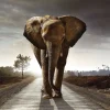Fashion NANU-NANA Poster Elephant King, Nr. 200