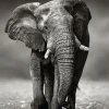 Outlet NANU-NANA Poster Elephant Walking, Nr. 156