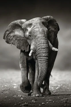 Outlet NANU-NANA Poster Elephant Walking, Nr. 156