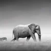 Discount NANU-NANA Poster Elephant Zebra, Nr. 233