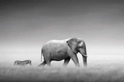 Discount NANU-NANA Poster Elephant Zebra, Nr. 233
