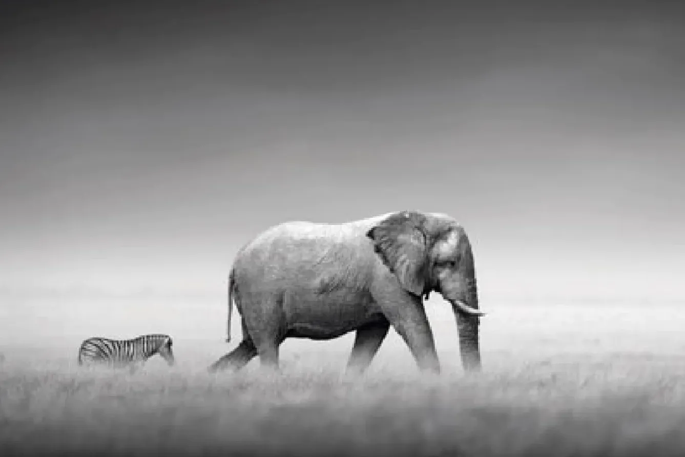 Discount NANU-NANA Poster Elephant Zebra, Nr. 233