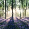 Online NANU-NANA Poster Enchanted Forest, Nr. 11