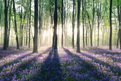 Online NANU-NANA Poster Enchanted Forest, Nr. 11