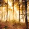 Clearance NANU-NANA Poster Enlightened Forest, Nr. 187
