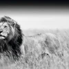 New NANU-NANA Poster Kings Of Nature - Lion, Nr. 129
