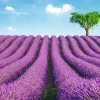 New NANU-NANA Poster Lavender Field, Nr. 147