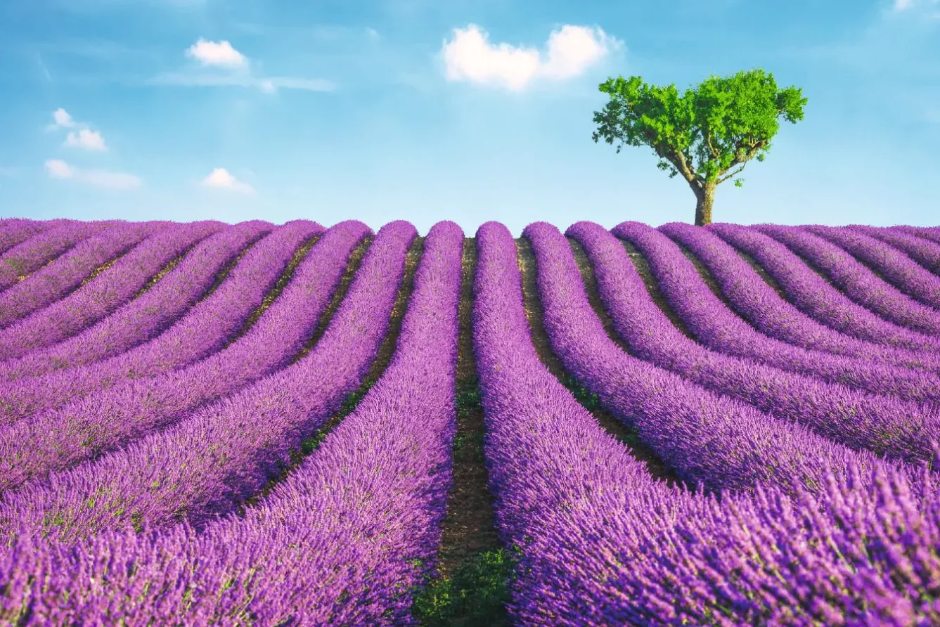 New NANU-NANA Poster Lavender Field, Nr. 147