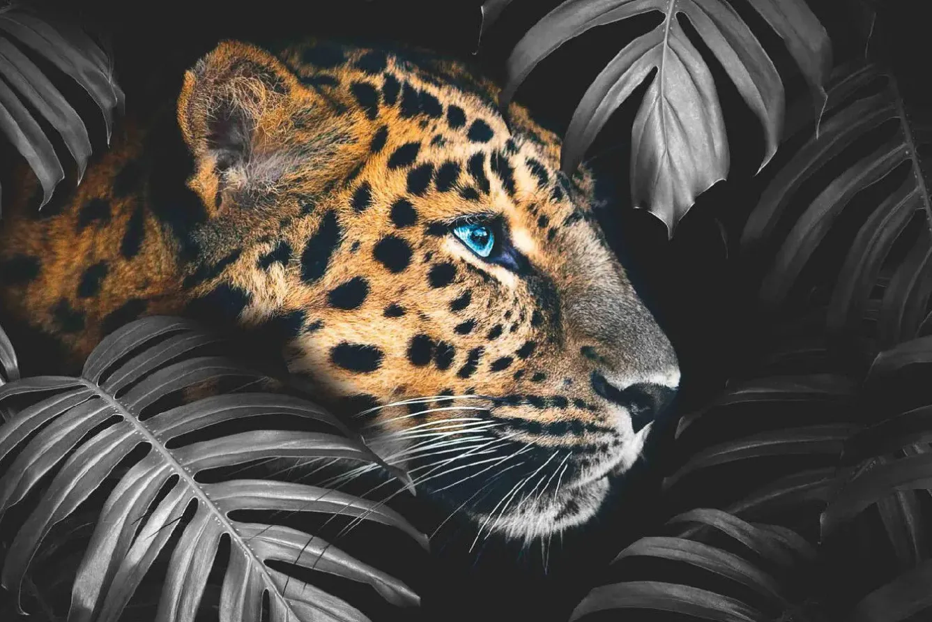 Clearance NANU-NANA Poster Leopard Leafs, Nr. 108