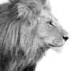 Best NANU-NANA Poster Lions Profile, Nr. 100