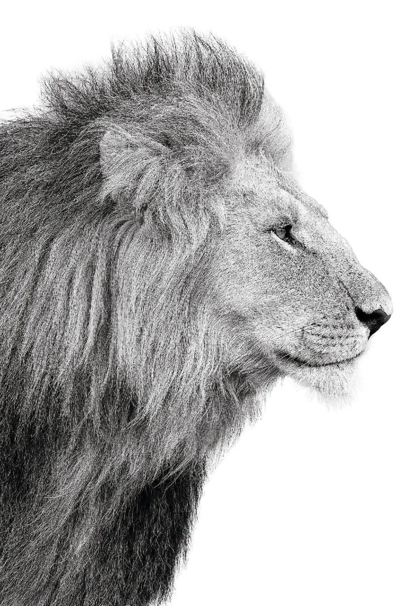 Best NANU-NANA Poster Lions Profile, Nr. 100