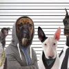 Hot NANU-NANA Poster Most Wanted Dogs, Nr. 232