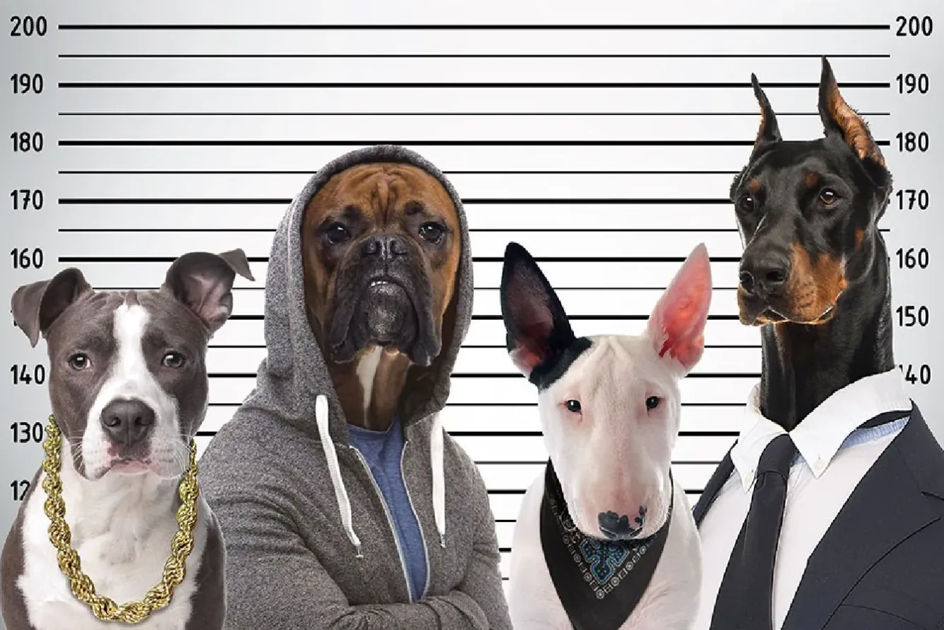 Hot NANU-NANA Poster Most Wanted Dogs, Nr. 232