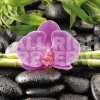 Clearance NANU-NANA Poster Orchidee, Nr. 81