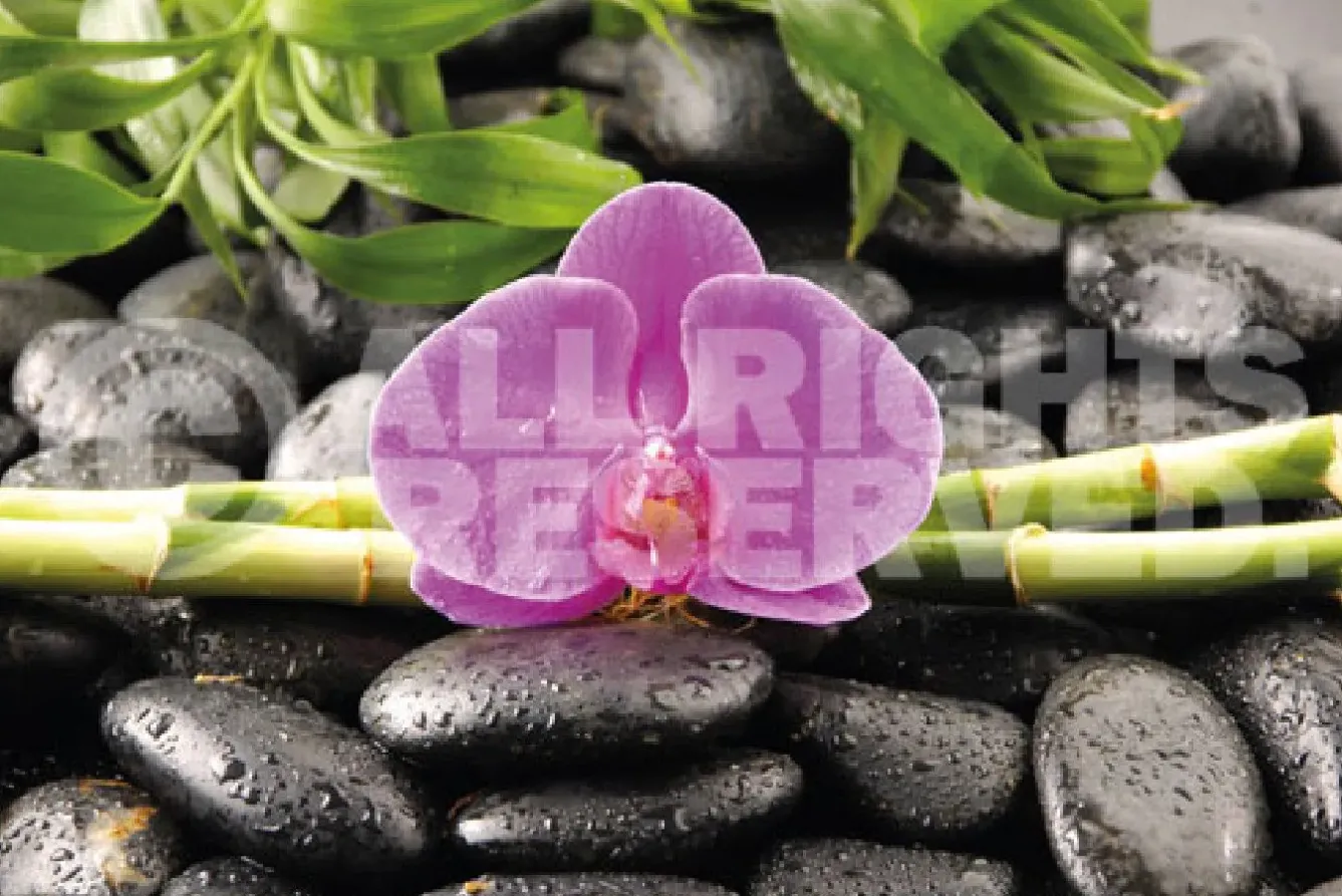 Clearance NANU-NANA Poster Orchidee, Nr. 81