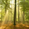 Sale NANU-NANA Poster Sunbeam Forest, Nr. 184