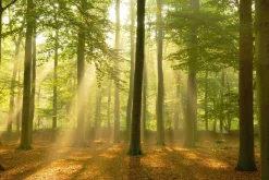 Sale NANU-NANA Poster Sunbeam Forest, Nr. 184