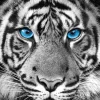 Sale NANU-NANA Poster Tiger Blue Eyes, Nr. 48