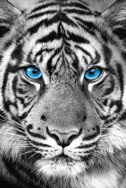 Sale NANU-NANA Poster Tiger Blue Eyes, Nr. 48
